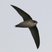 Vaux's Swift